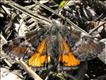 1661 (70.203) Orange Underwing